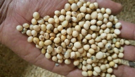 Soya Beans